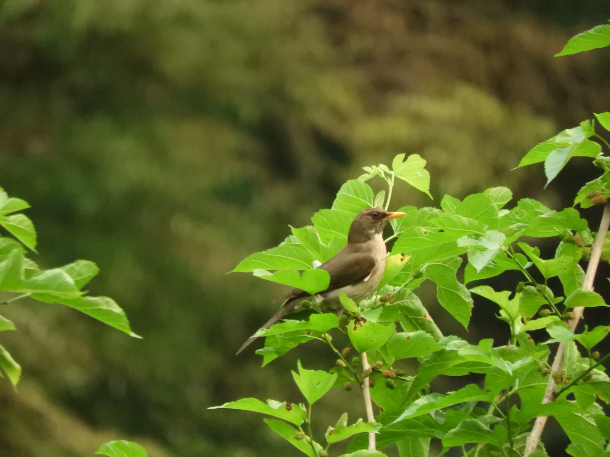 Creamy-bellied Thrush - ML632966760