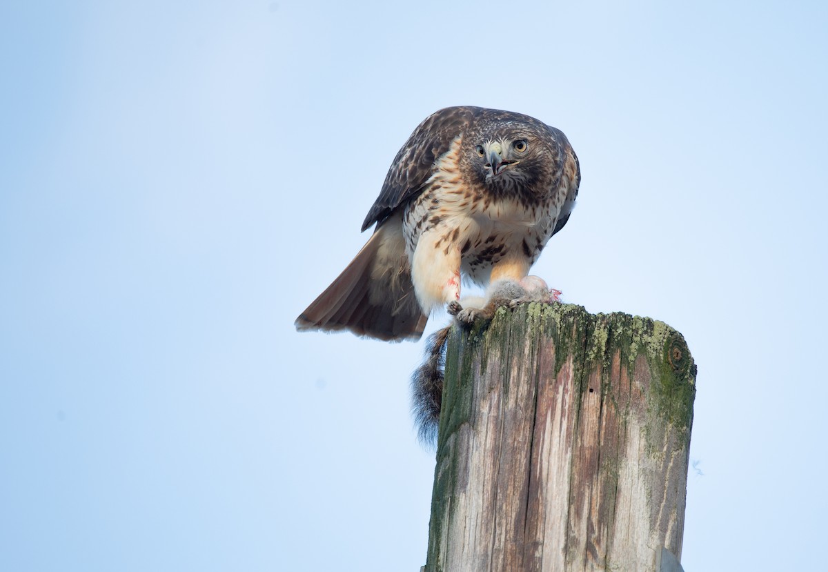 Red-tailed Hawk - ML632966765