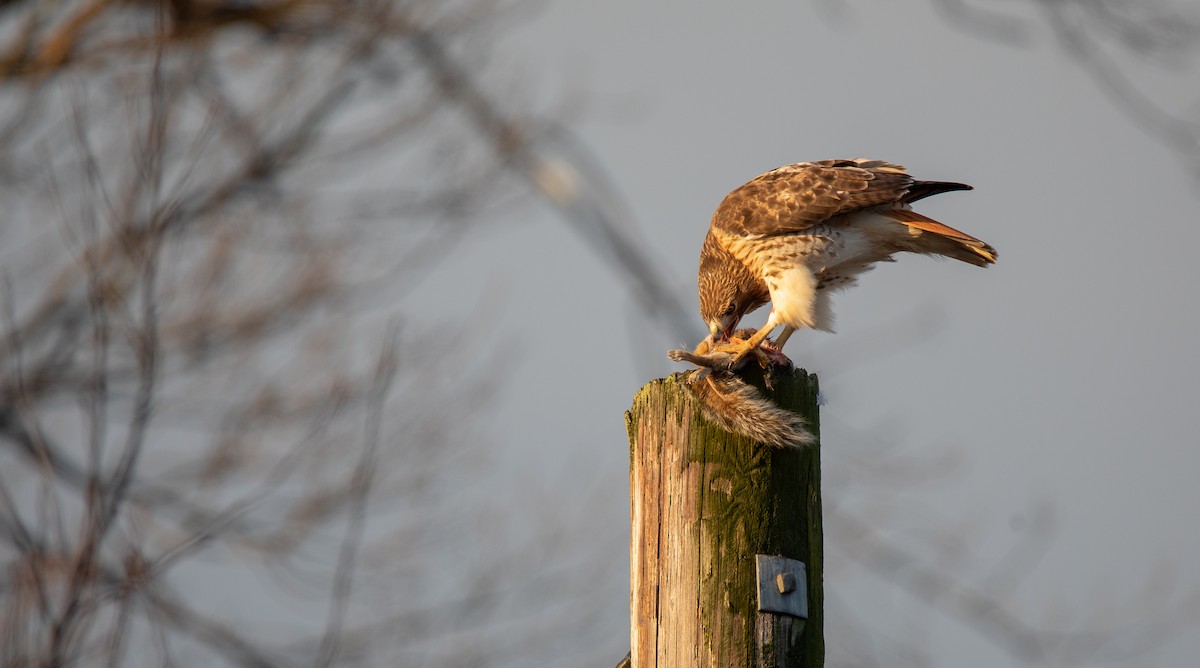 Red-tailed Hawk - ML632966772