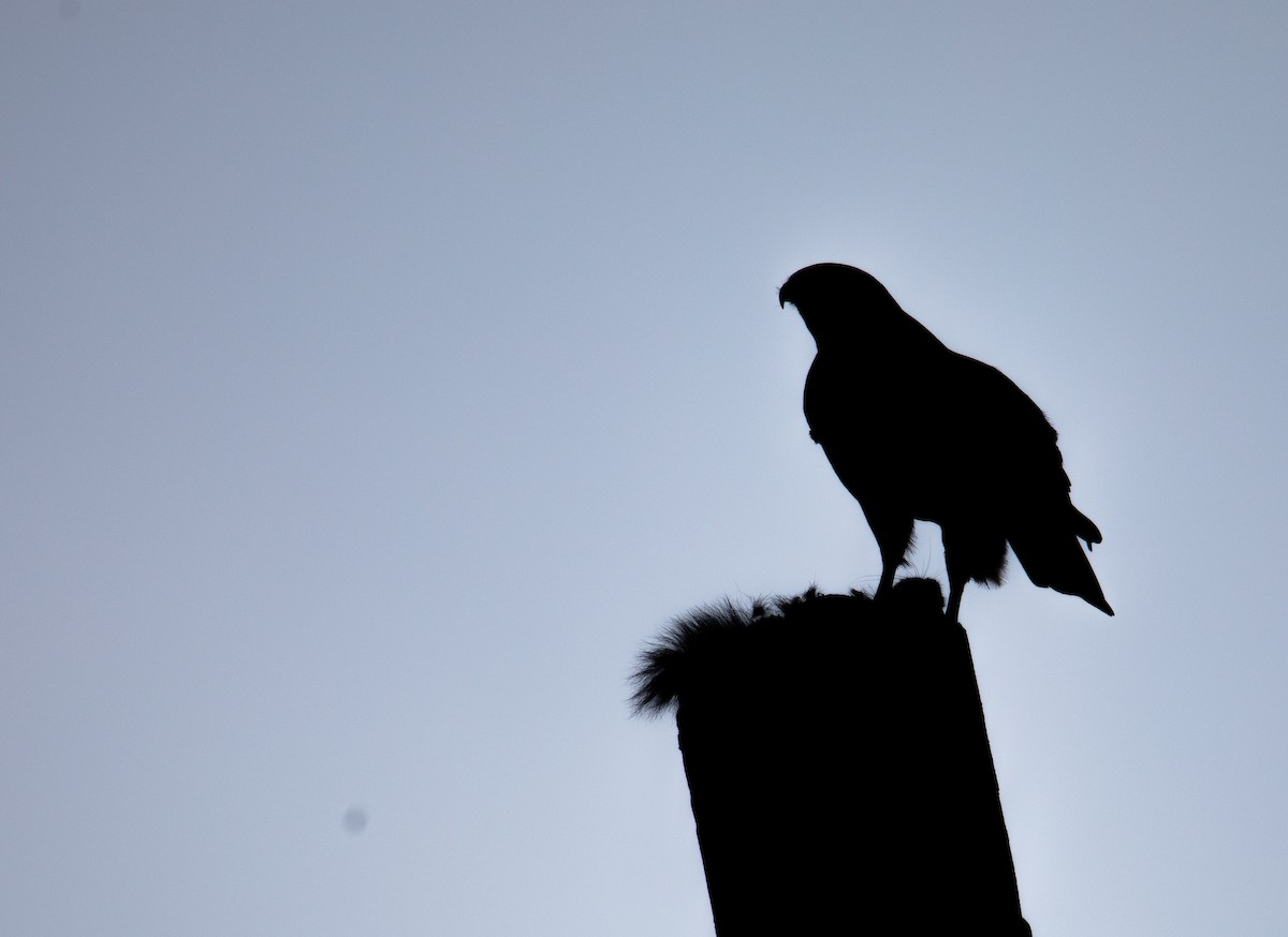 Red-tailed Hawk - ML632966775