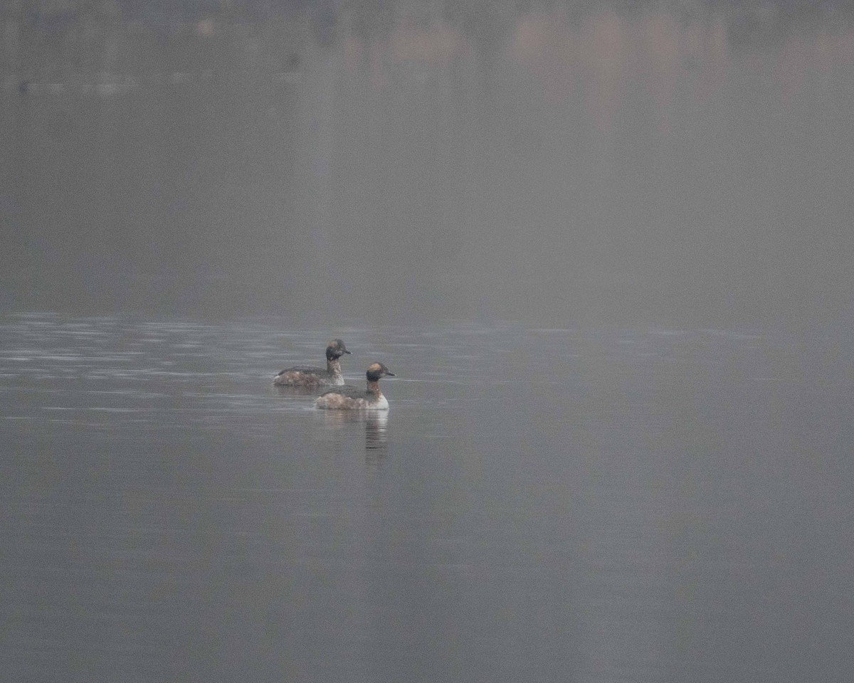 Horned Grebe - ML632966874