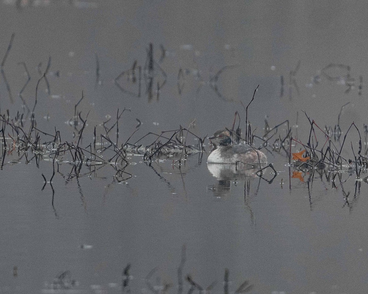 Horned Grebe - ML632966875