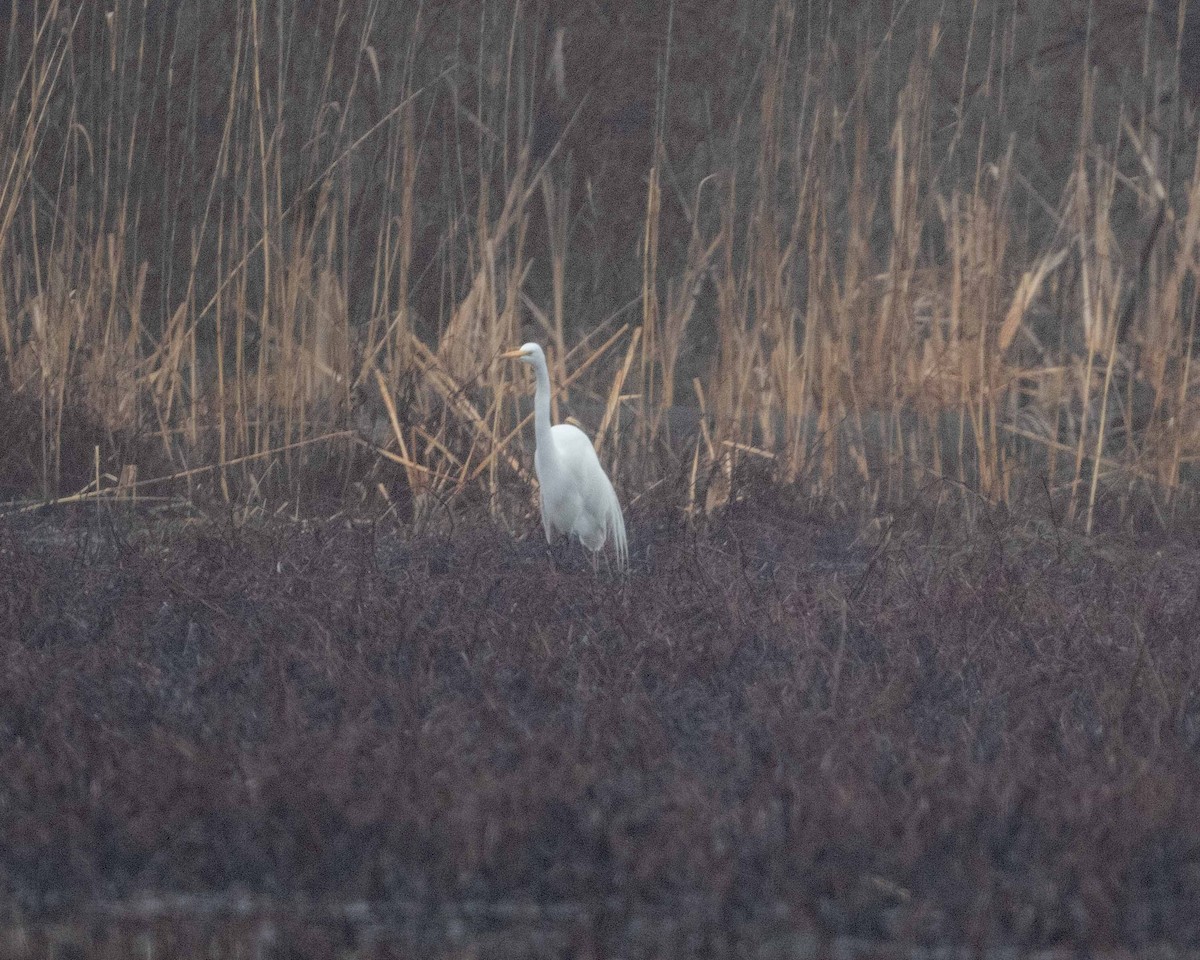 Great Egret - ML632966878