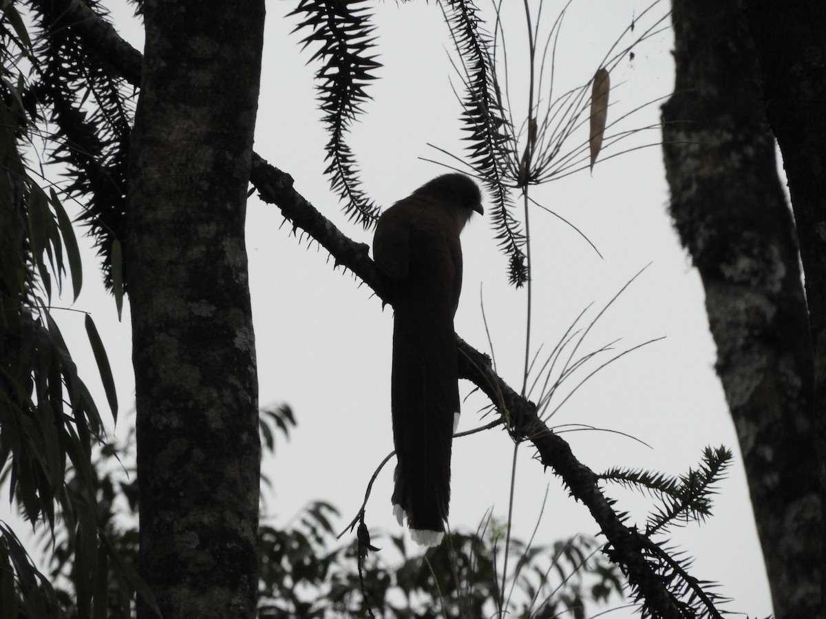 Squirrel Cuckoo - ML632966898