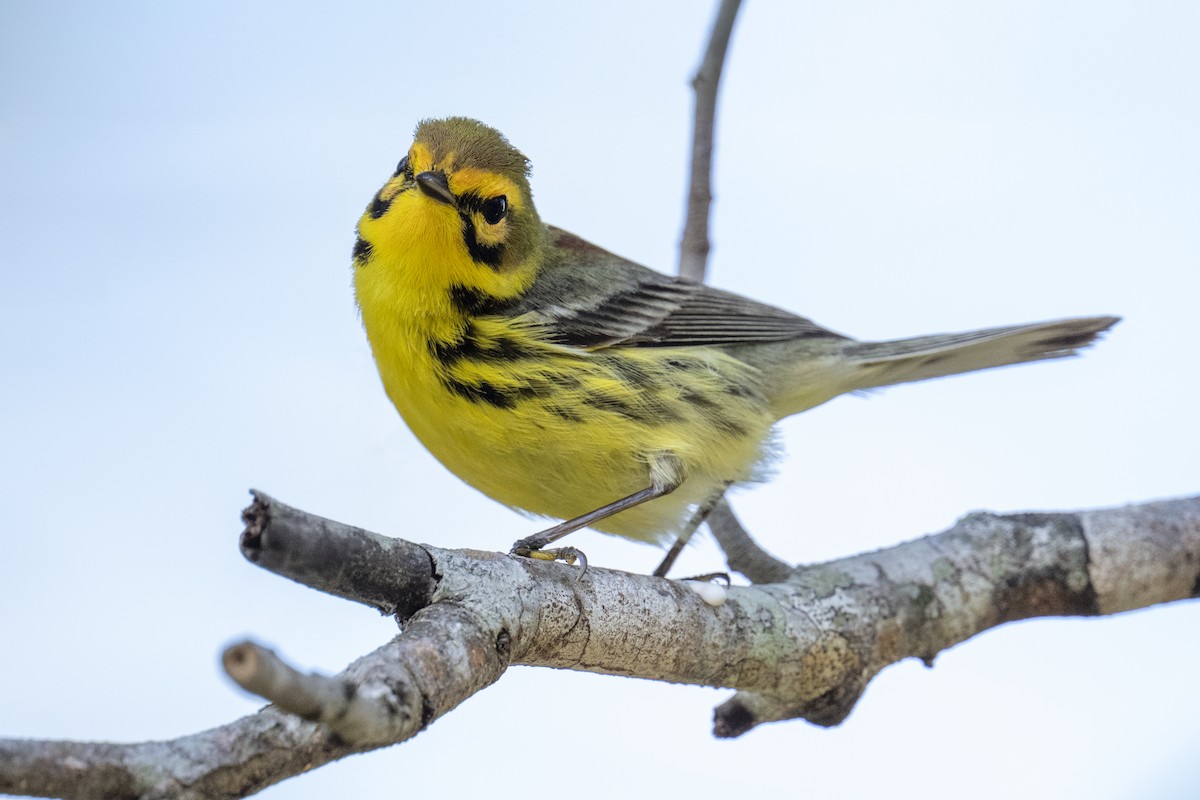 Prairie Warbler - ML632967058
