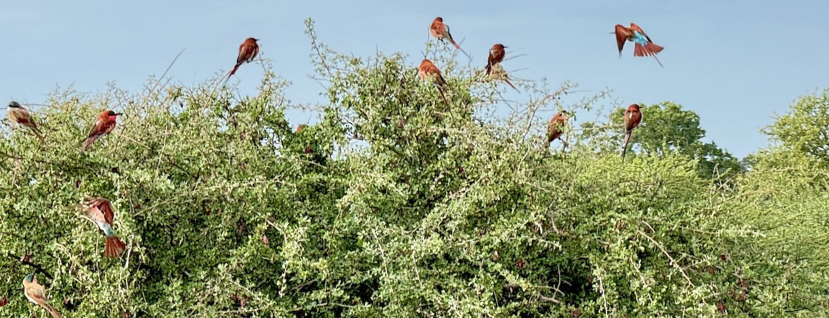 Southern Carmine Bee-eater - ML632967181
