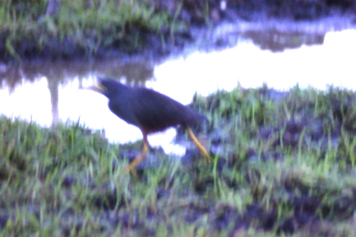 クロアマサギ - ML632967187