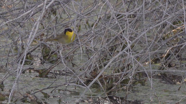 Common Yellowthroat - ML632967377