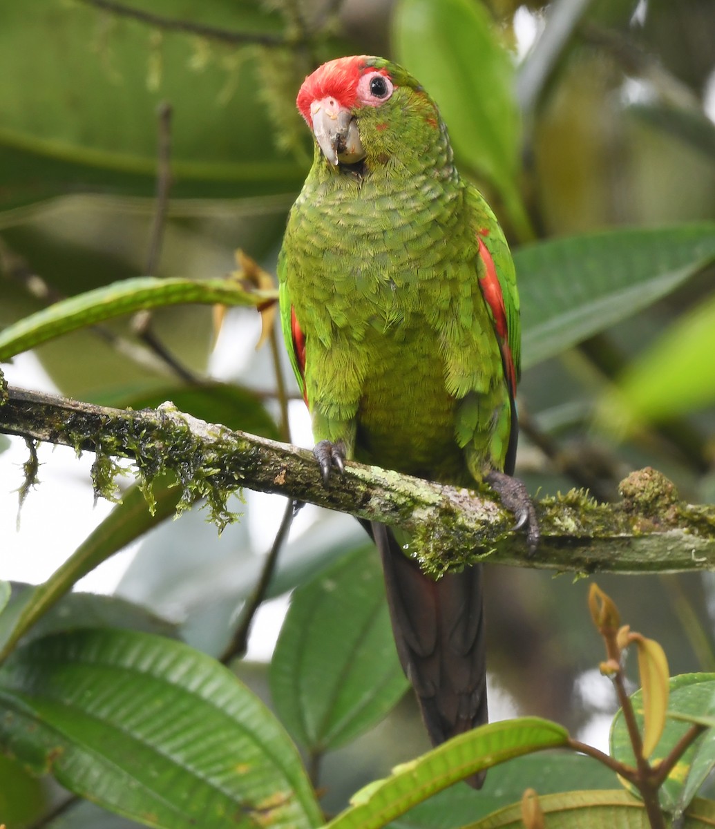El Oro Parakeet - ML632967505