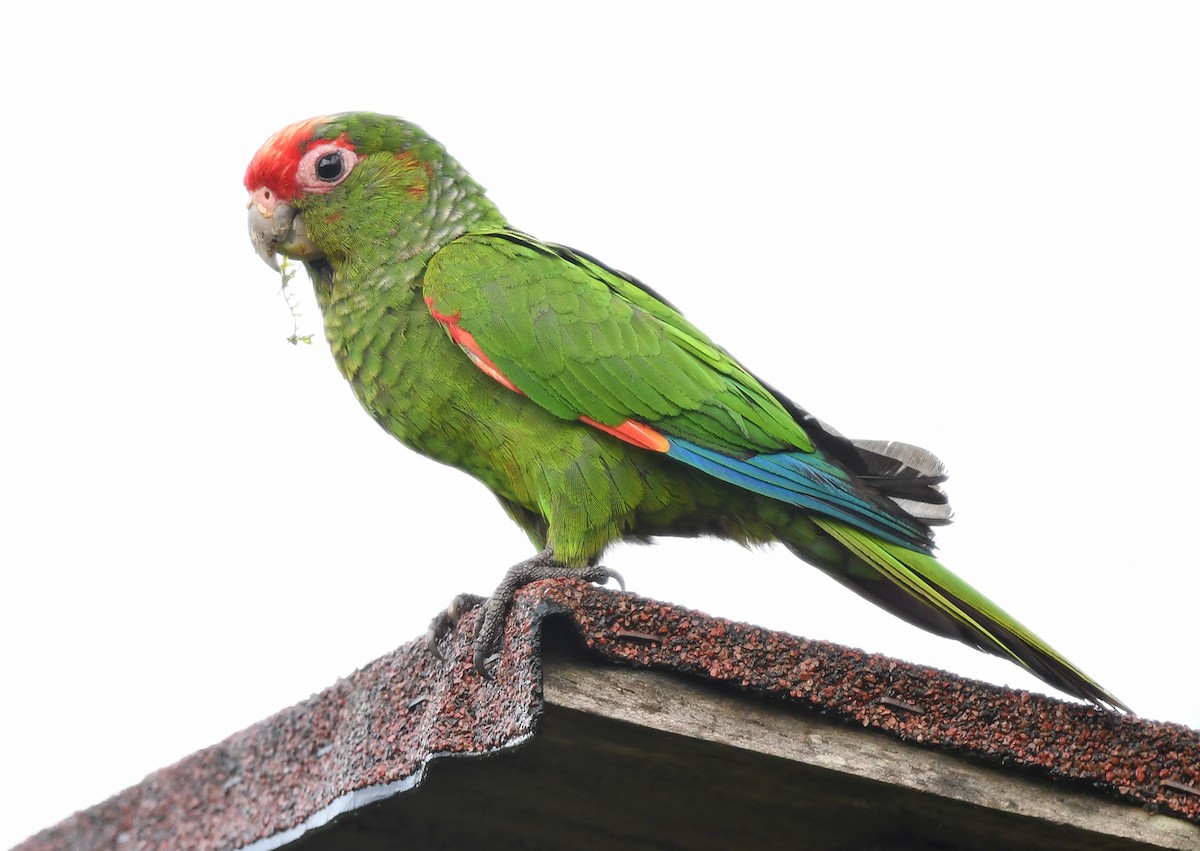 El Oro Parakeet - ML632967506
