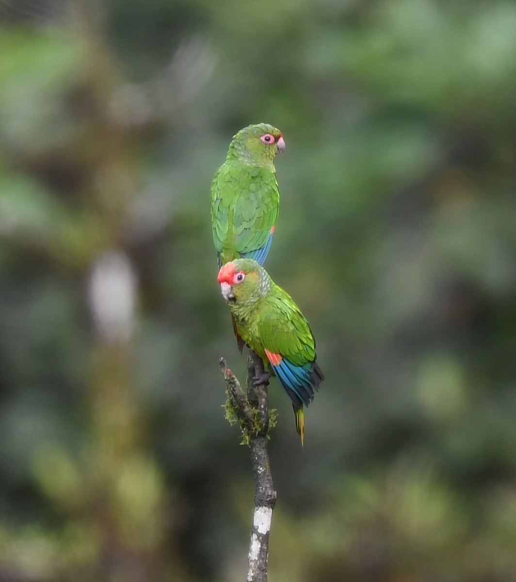 El Oro Parakeet - ML632967507