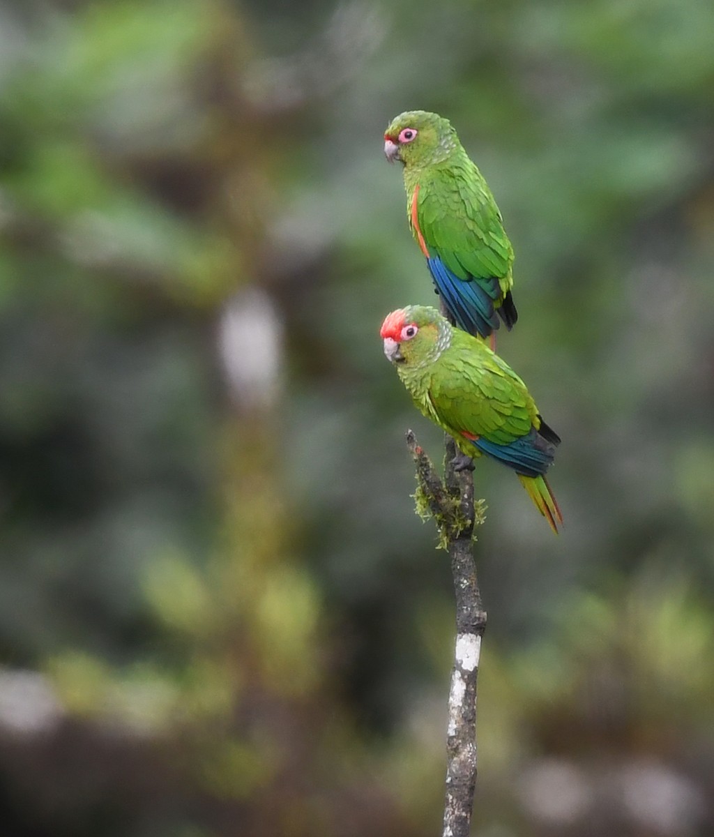 El Oro Parakeet - ML632967508