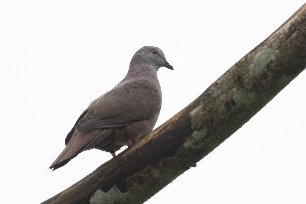 Dusky Pigeon - ML632967515