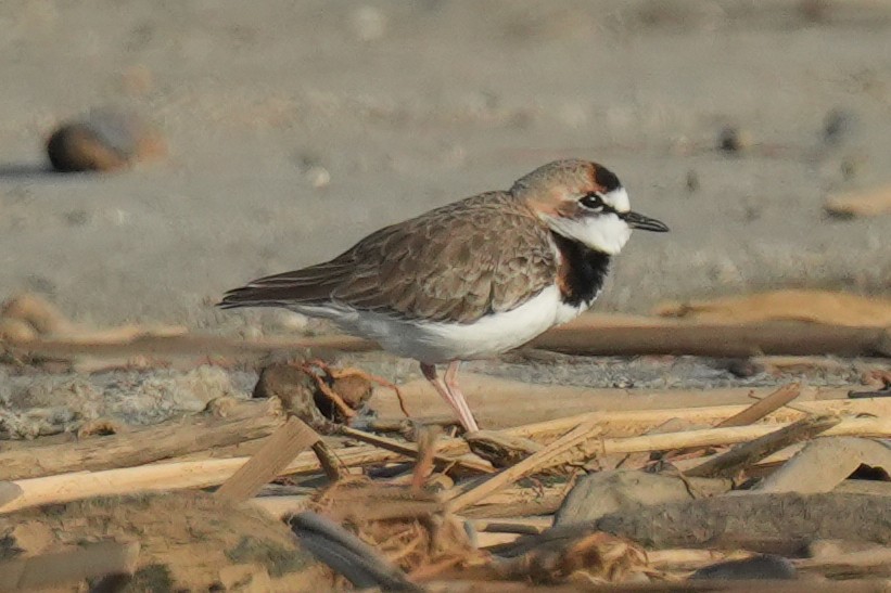 Collared Plover - ML632967524