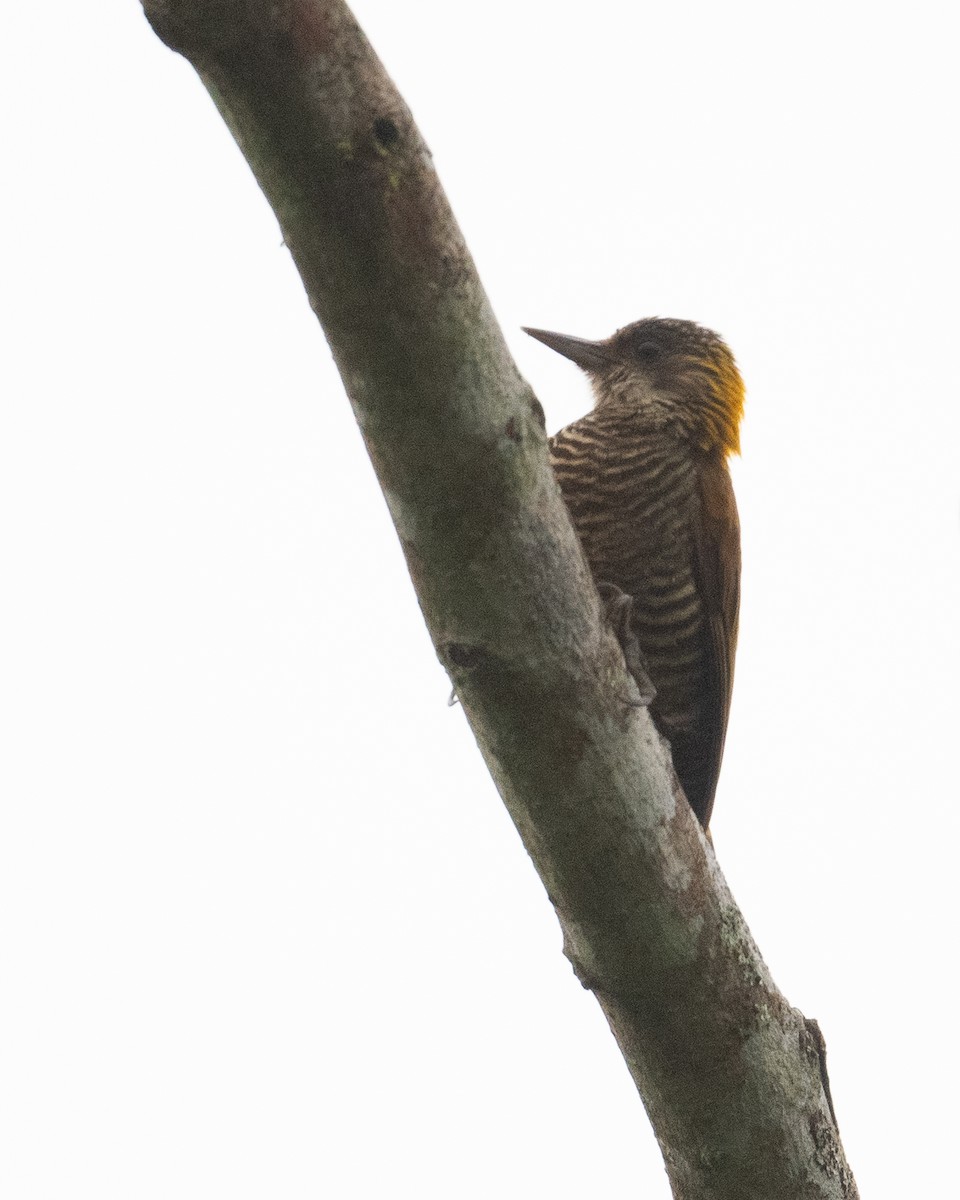 Red-rumped Woodpecker - Eric Ripma