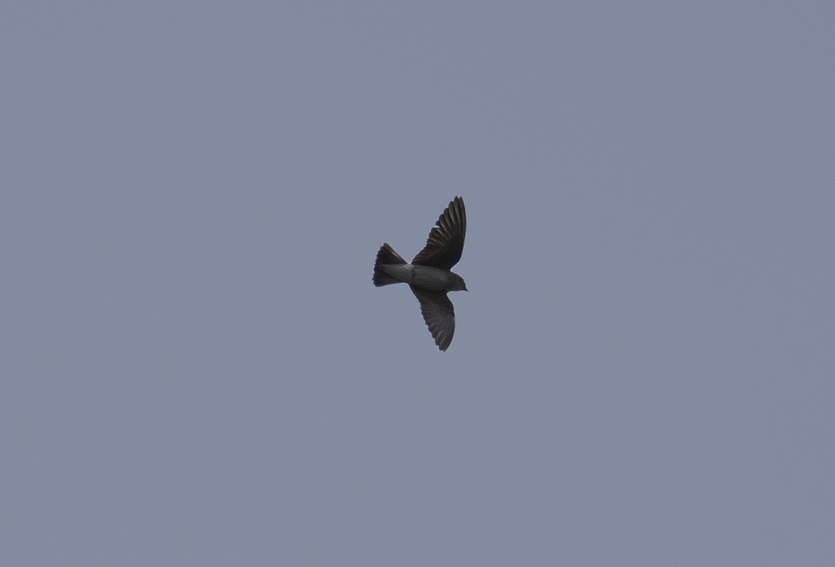 Hirondelle à ailes hérissées - ML632967594