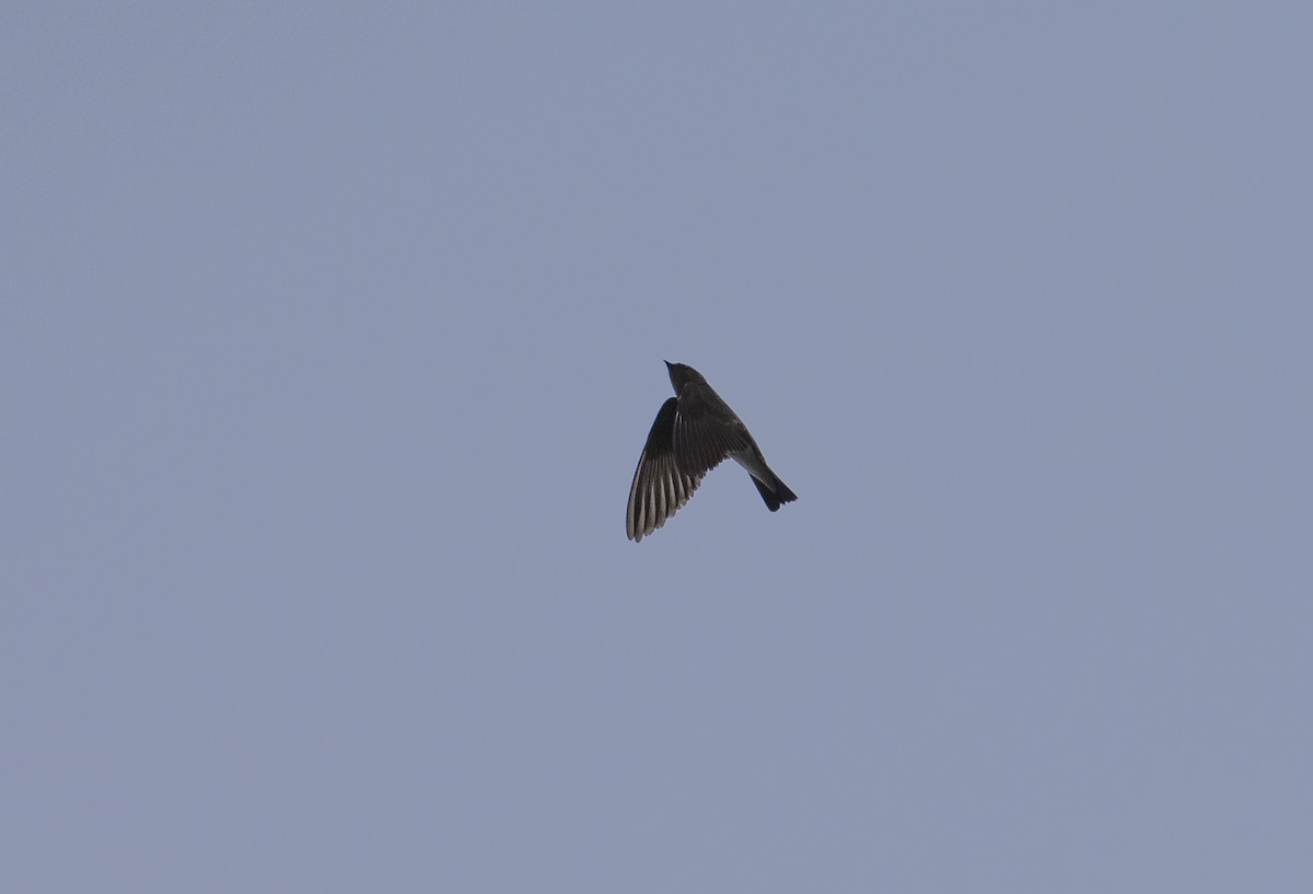 Hirondelle à ailes hérissées - ML632967596