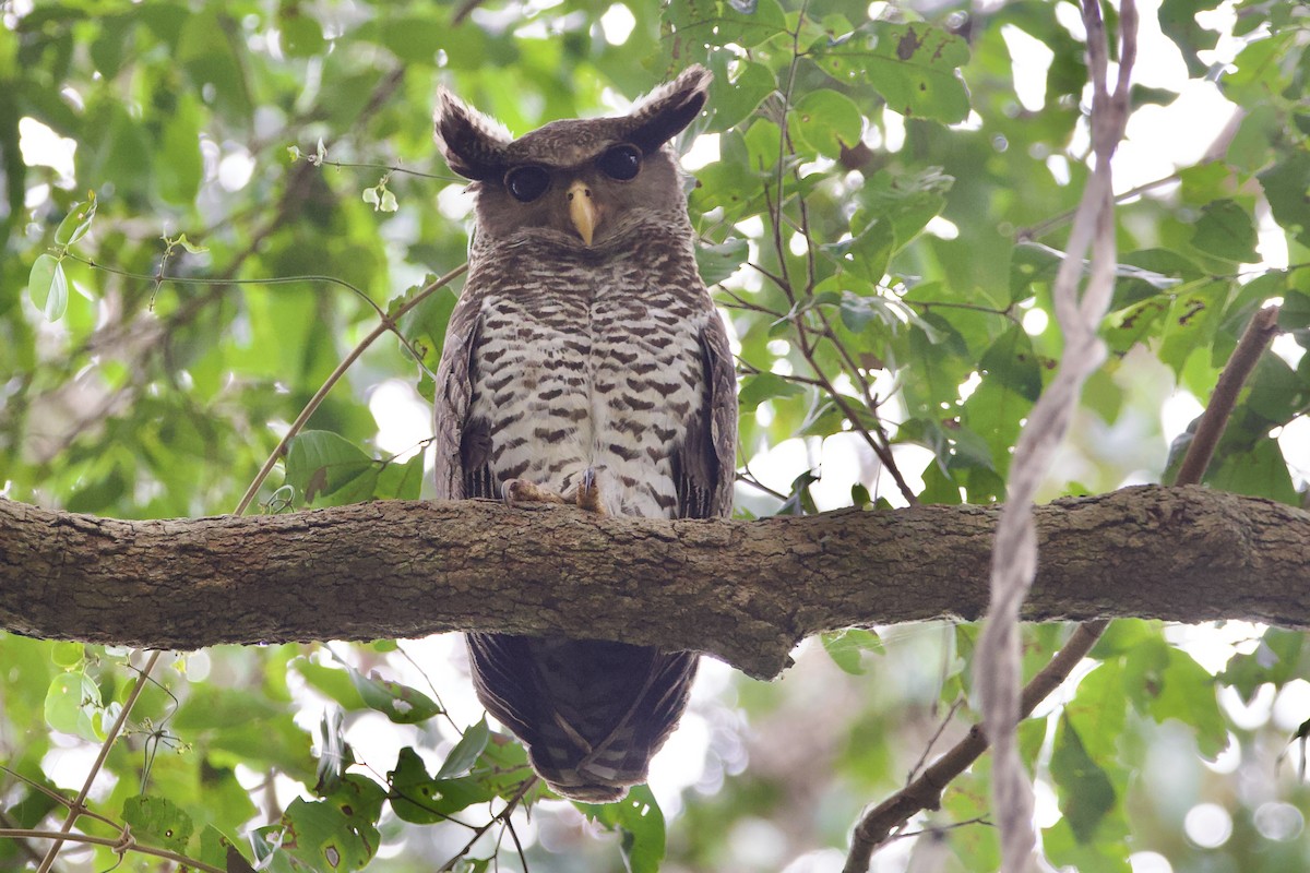 Spot-bellied Eagle-Owl - Peeramon Ngarmtipanont