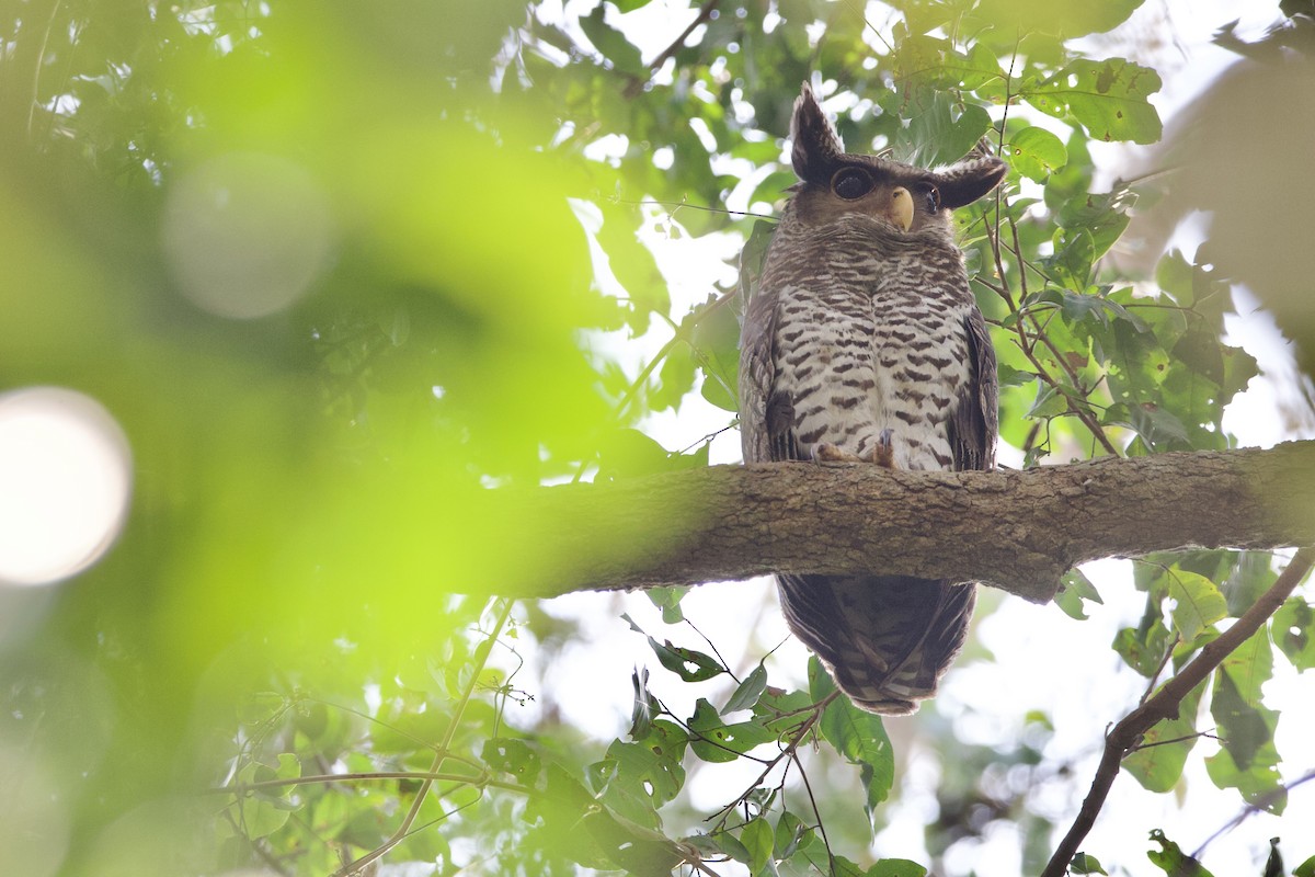 Spot-bellied Eagle-Owl - Peeramon Ngarmtipanont