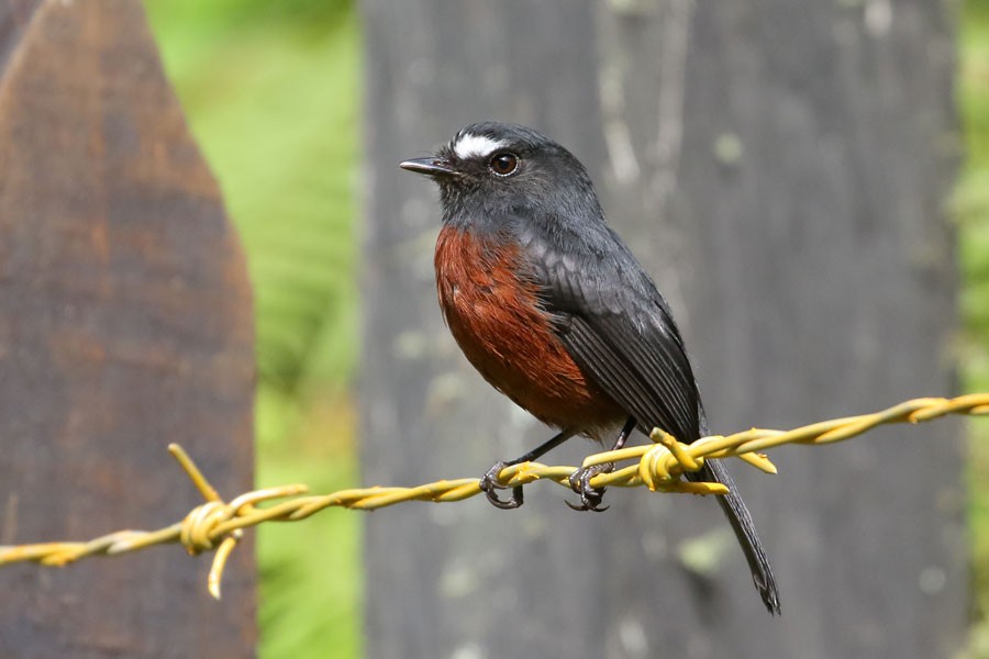 Chestnut-bellied Chat-Tyrant - ML632967735