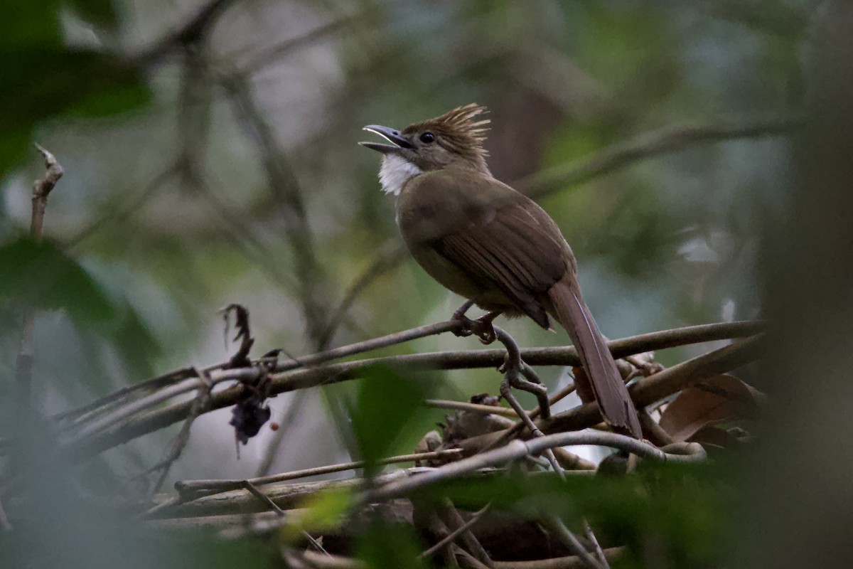 Ochraceous Bulbul - Peeramon Ngarmtipanont