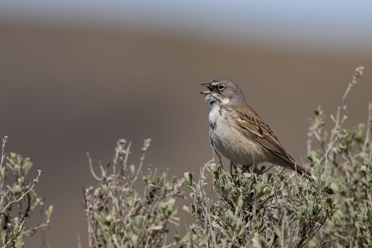 Sagebrush Sparrow - ML632968016