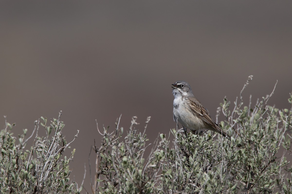 Sagebrush Sparrow - ML632968017