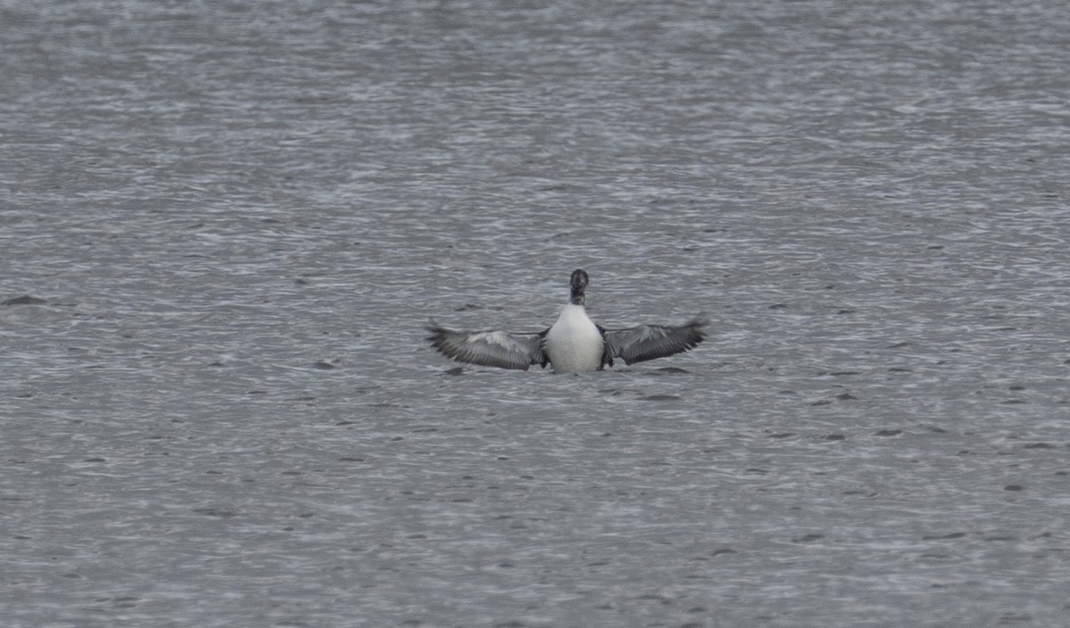 Plongeon huard - ML632968025