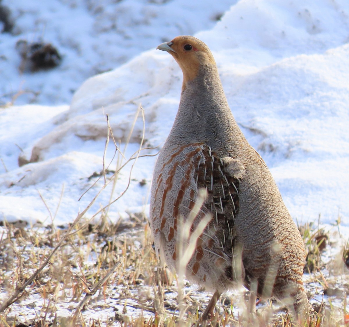 Gray Partridge - ML632968154
