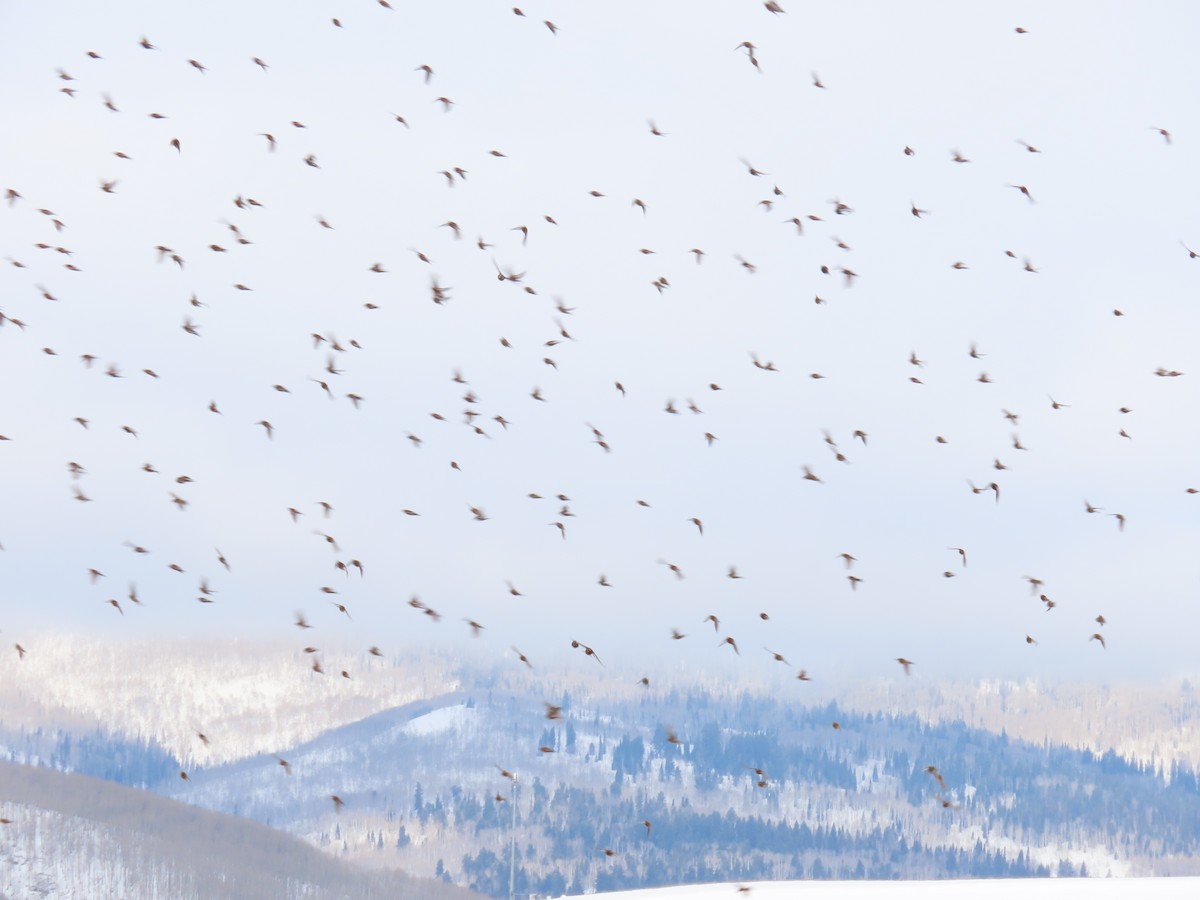 Gray-crowned Rosy-Finch - ML632968230