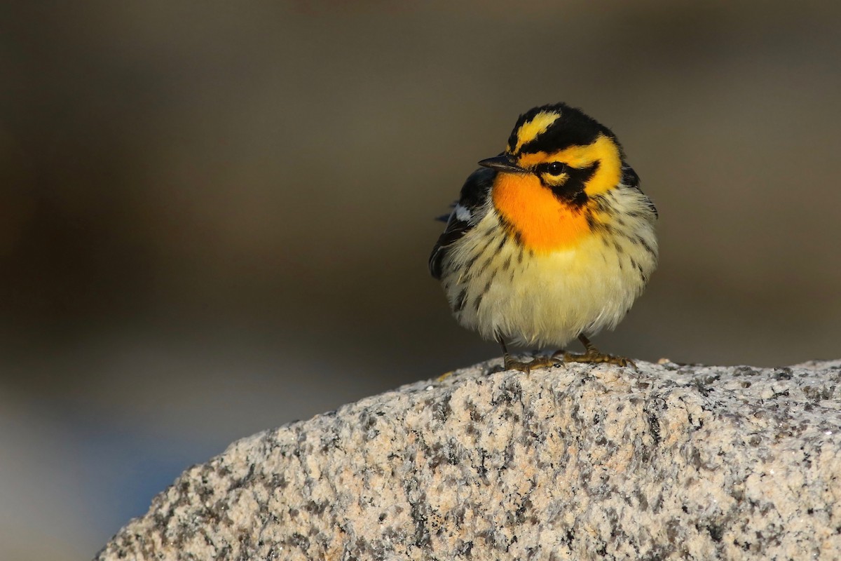 Blackburnian Warbler - Keenan Yakola
