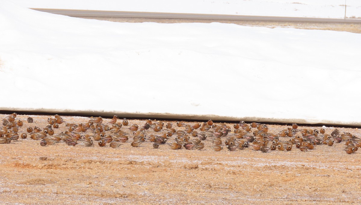 Gray-crowned Rosy-Finch - ML632968427