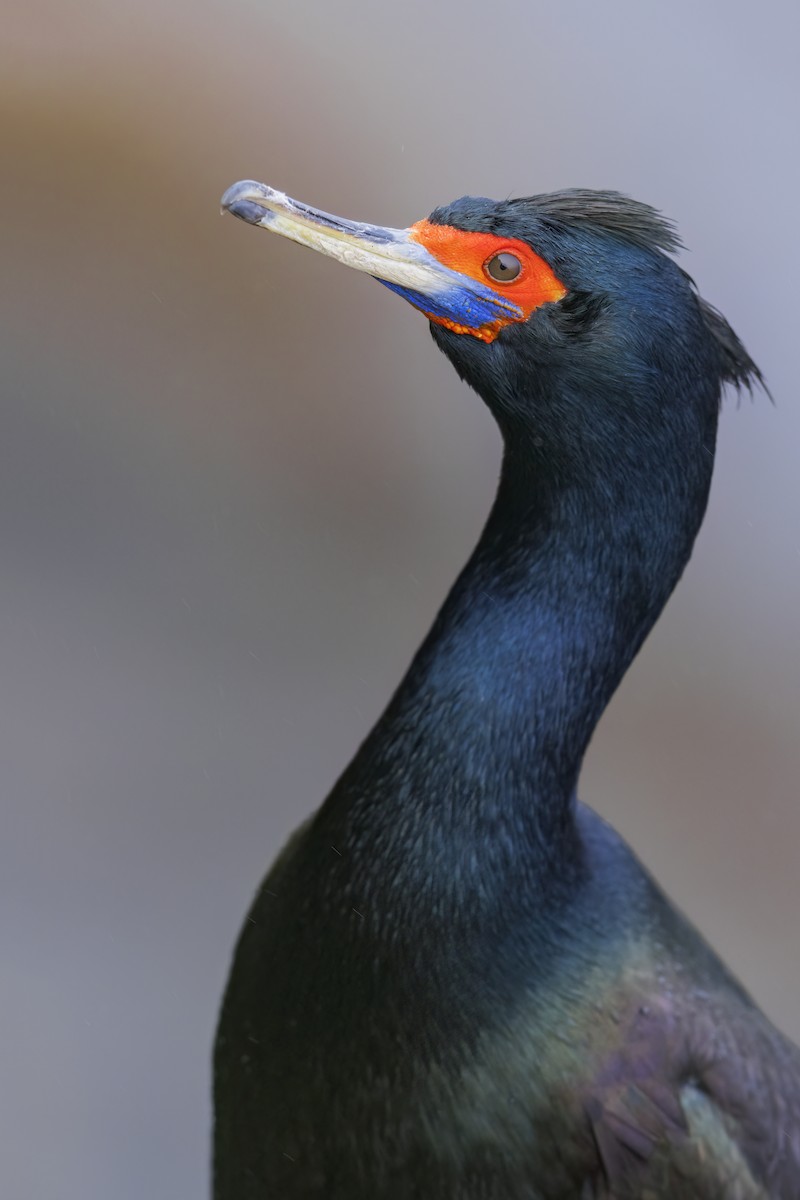 Red-faced Cormorant - ML632968606