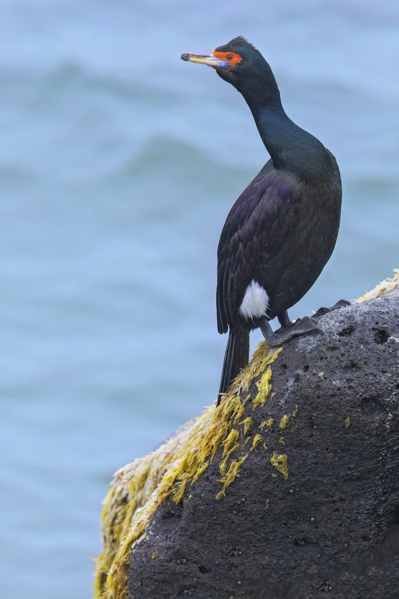 Red-faced Cormorant - ML632968615