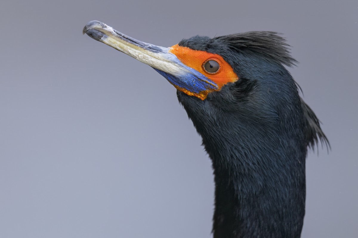 Red-faced Cormorant - ML632968642