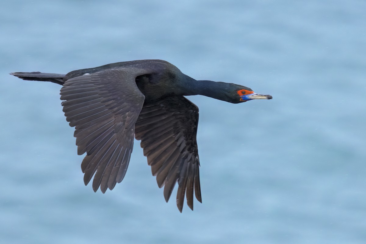 Red-faced Cormorant - ML632968652