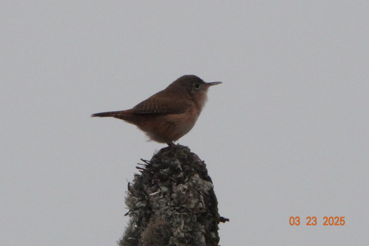 Southern House Wren - ML632968661
