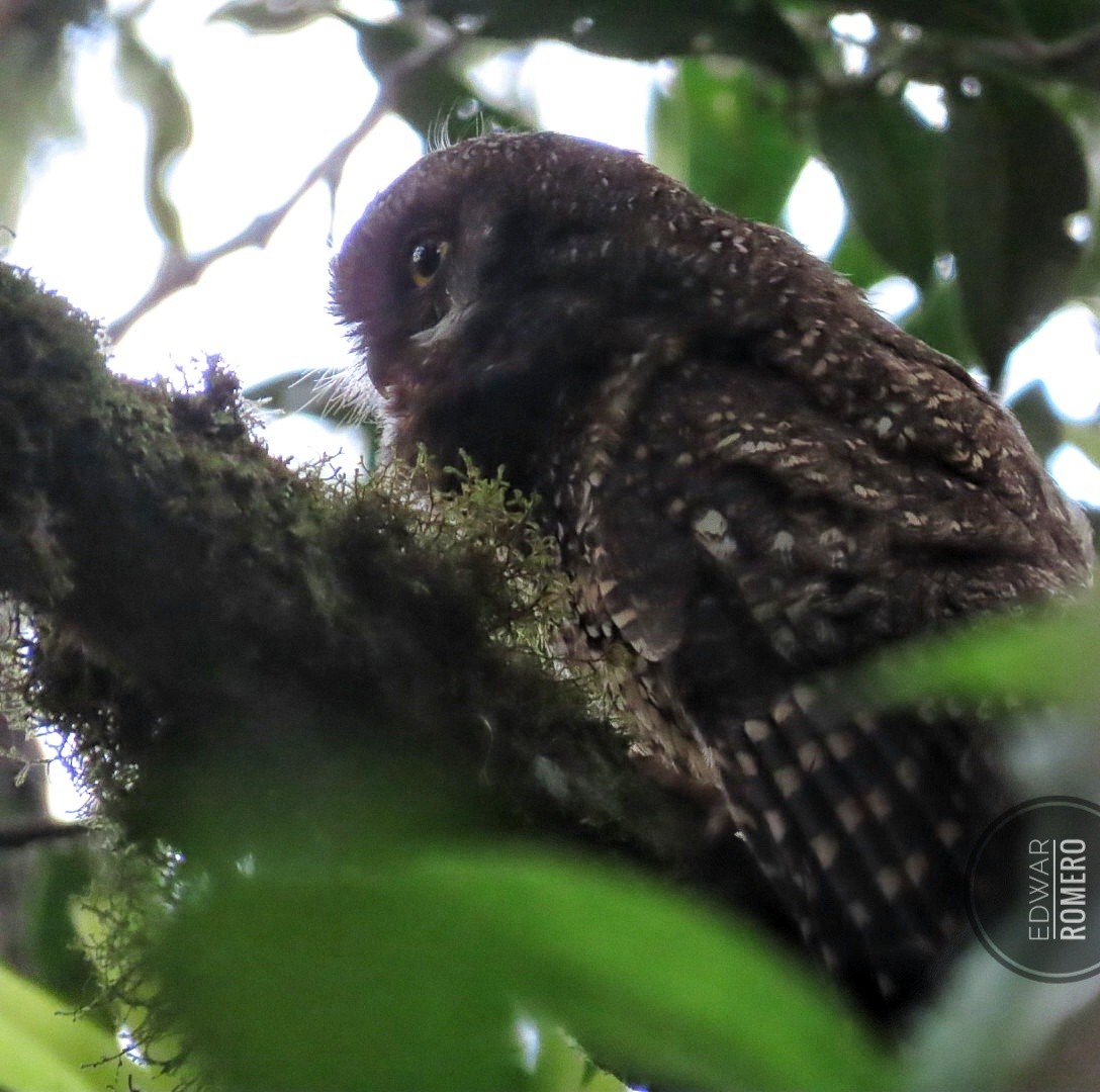 White-throated Screech-Owl - ML632968782