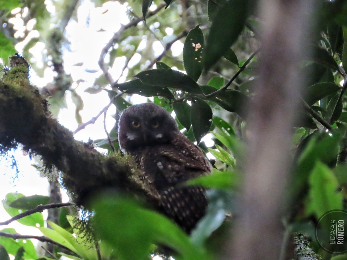 White-throated Screech-Owl - ML632968783