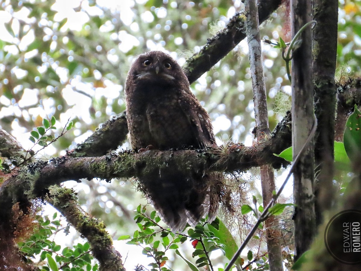 White-throated Screech-Owl - ML632968784