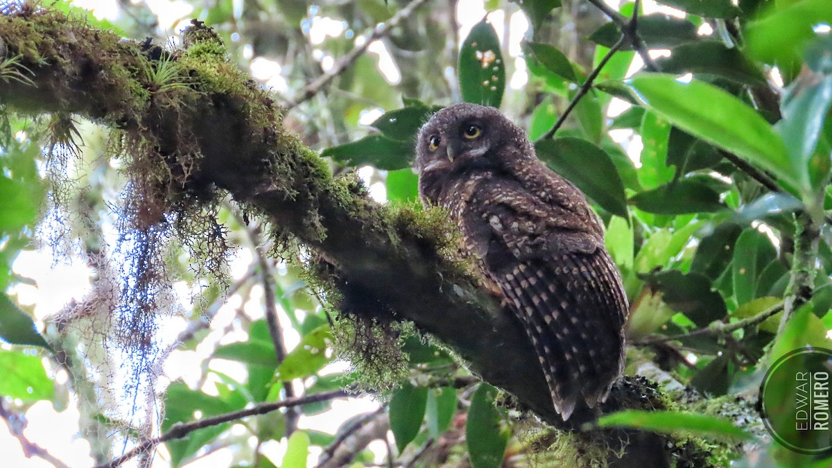 White-throated Screech-Owl - ML632968785
