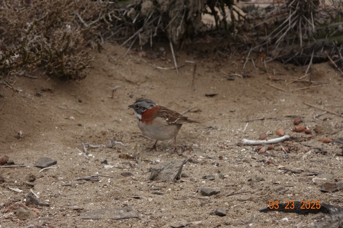 Rufous-collared Sparrow - ML632968792