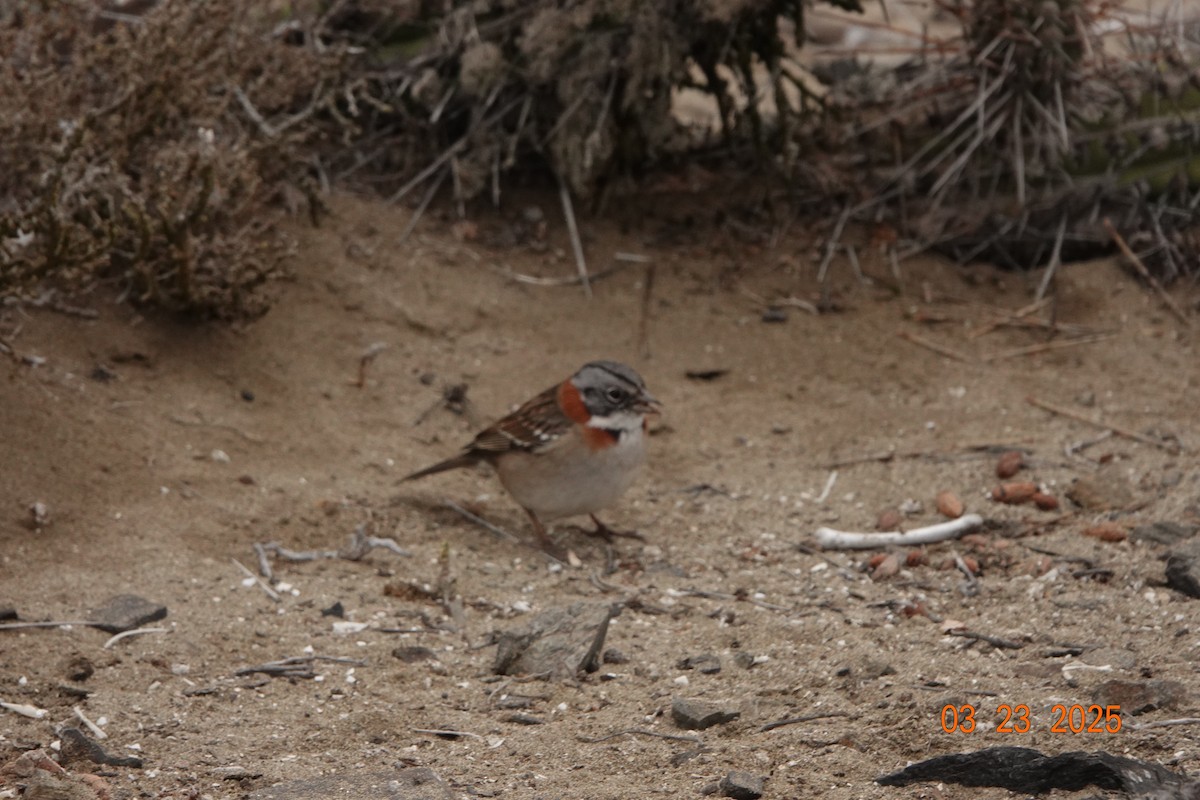 Rufous-collared Sparrow - ML632968793