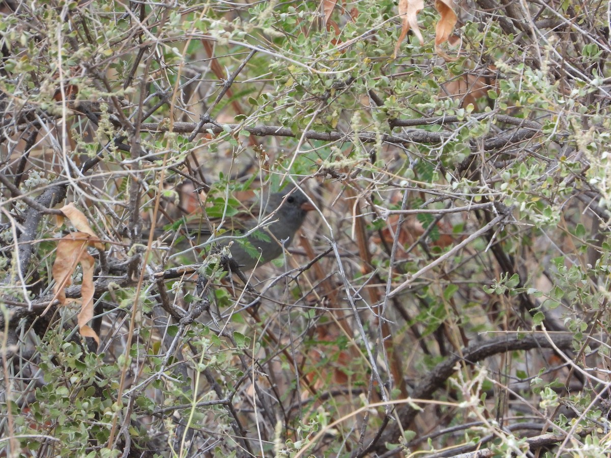 Black-chinned Sparrow - ML632968941