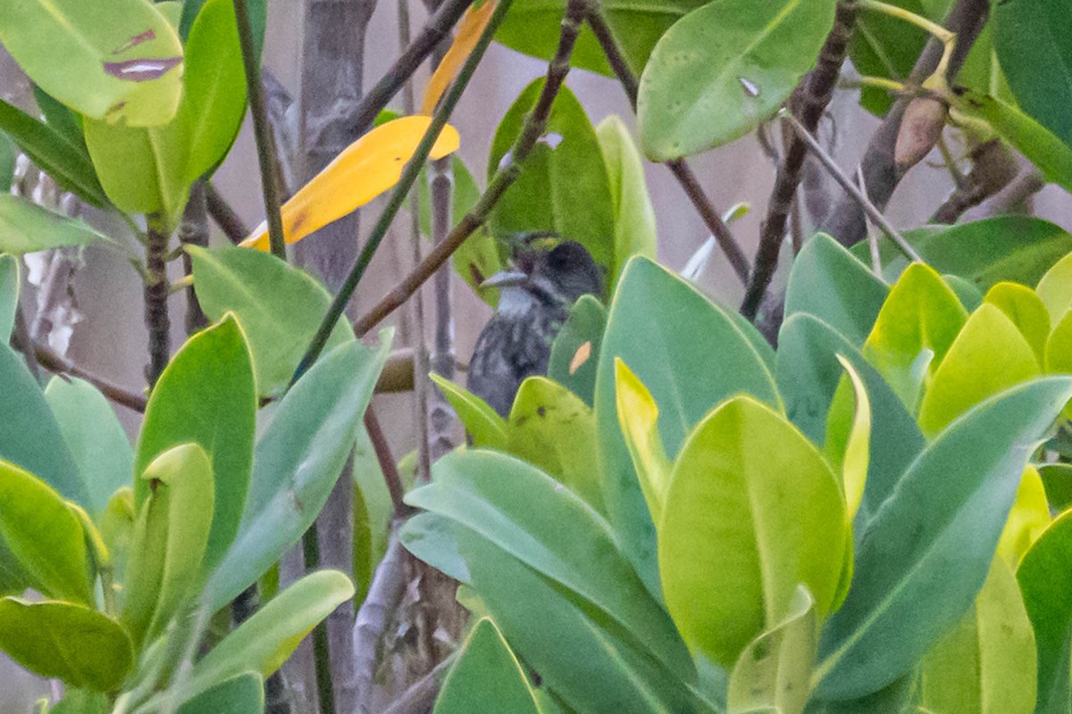 Seaside Sparrow - ML632969002