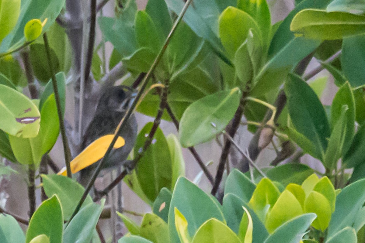 Seaside Sparrow - ML632969003