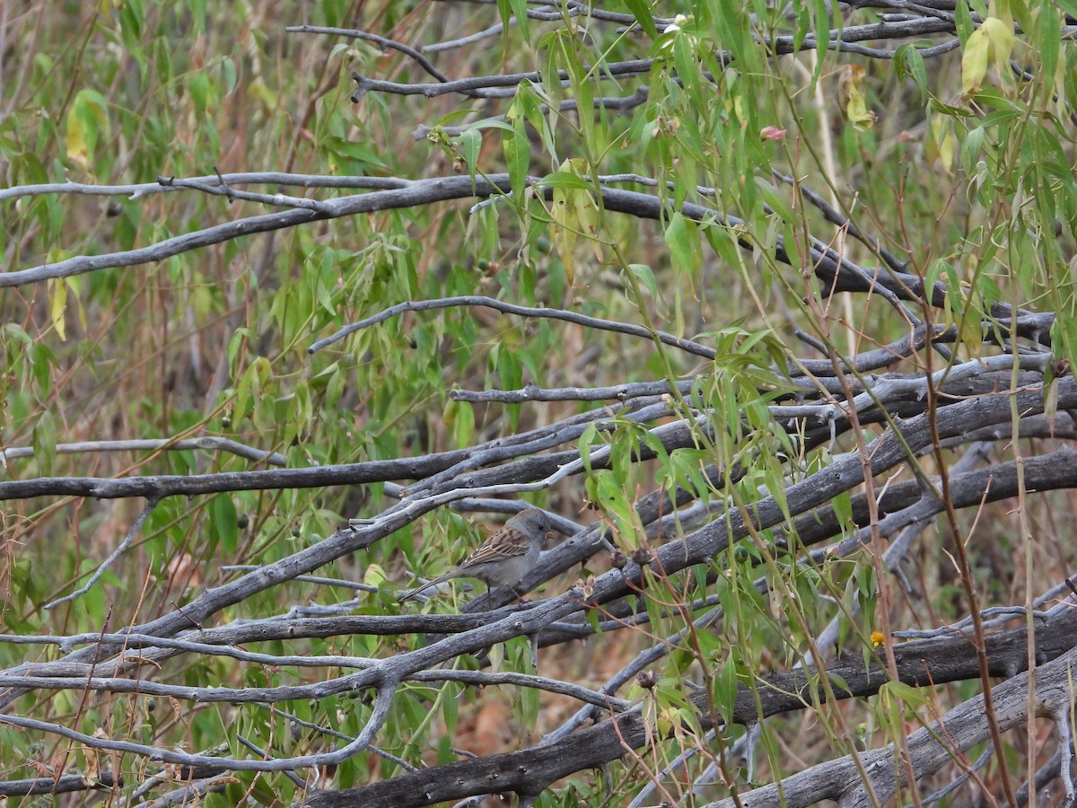 Black-chinned Sparrow - ML632969014