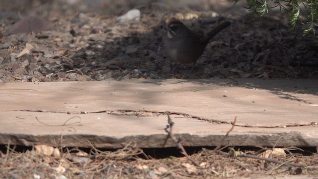 Green-tailed Towhee - ML632969020