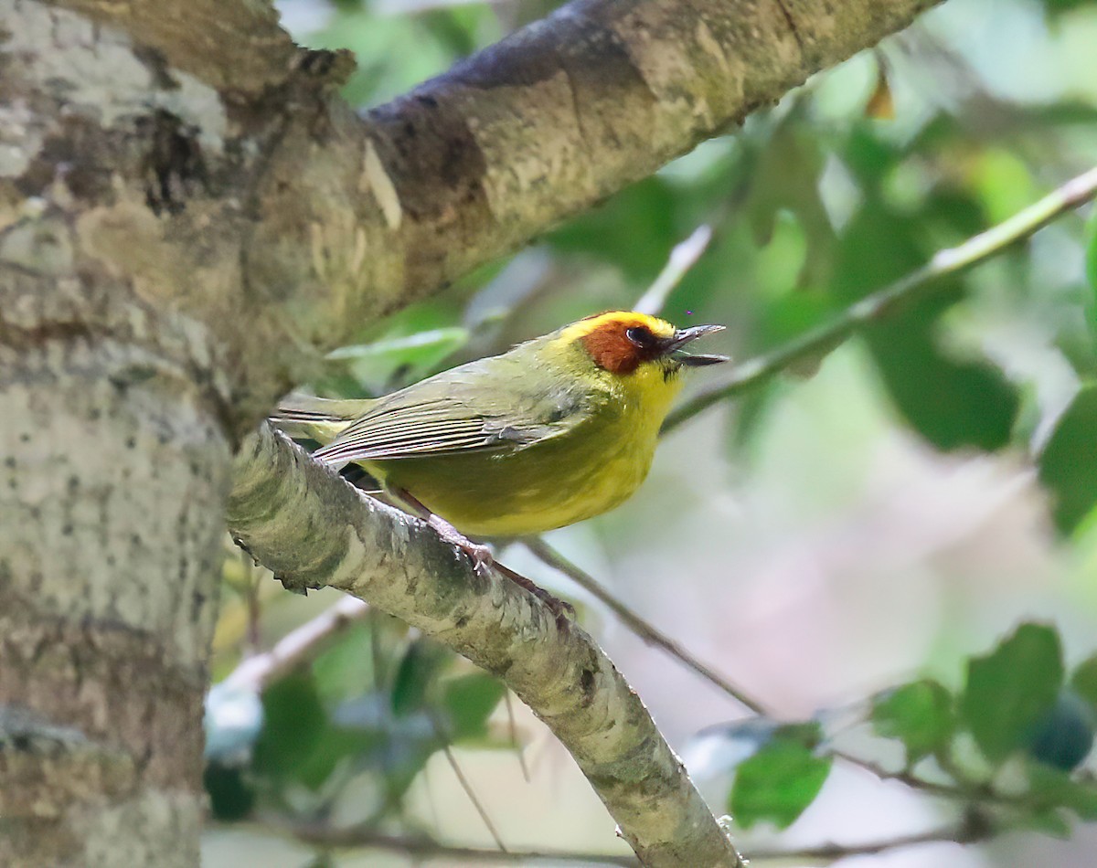 Golden-browed Warbler - ML632969166