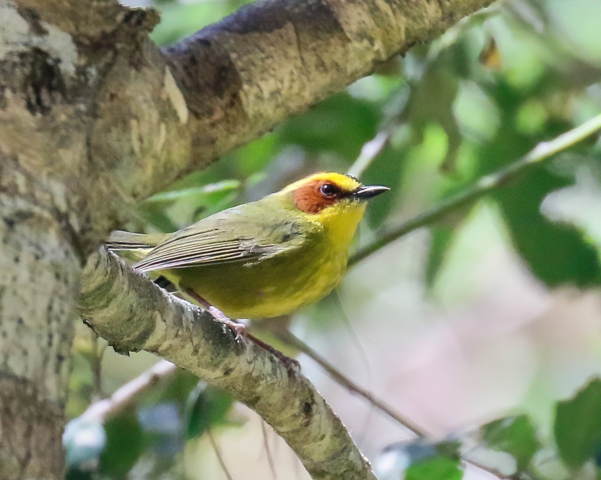 Golden-browed Warbler - ML632969168